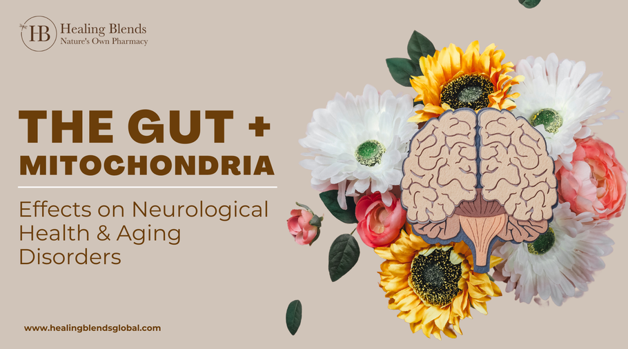 Gut-Mitochondria Connection Affects Neurological Health & Aging Disorders