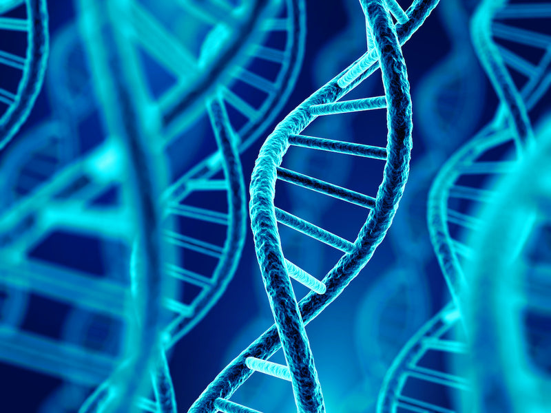 Epigenetics: A Different Approach to Genetic Risk